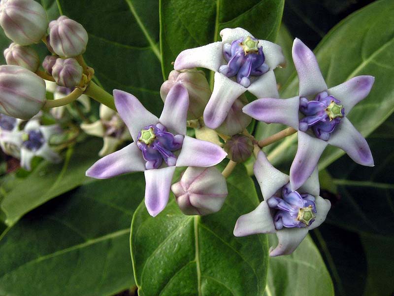  Erukku Flowers