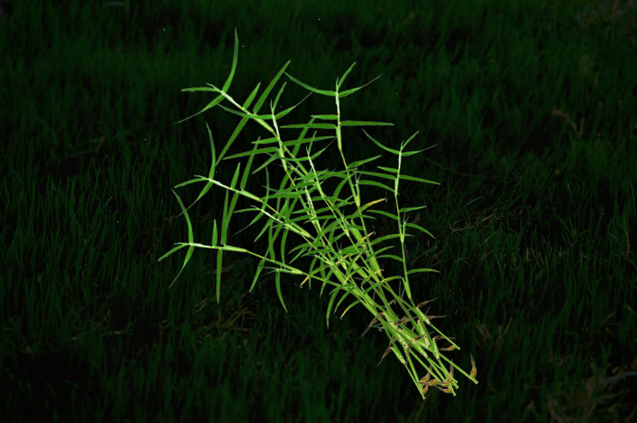 Dhruva Grass